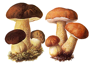 Дикорастущие (лесные) грибы